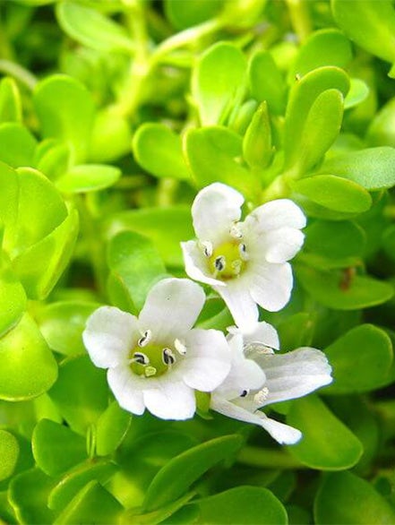 bacopa