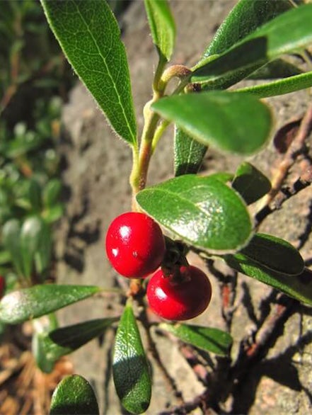 bearberry