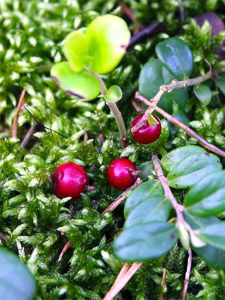 bilberry