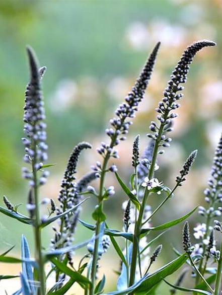 black cohosh