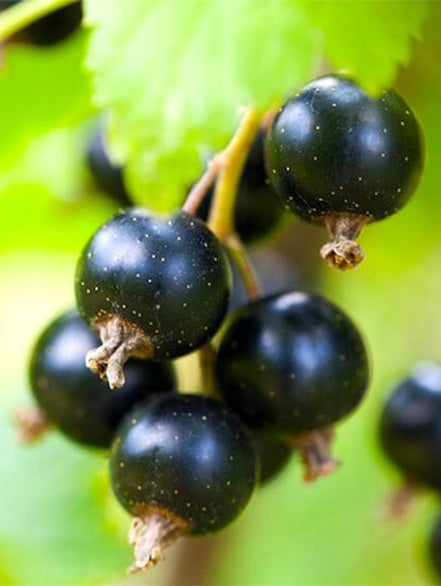 blackcurrant