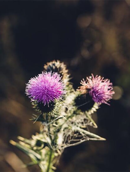 burdock