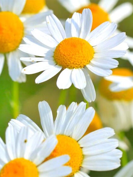 chamomile