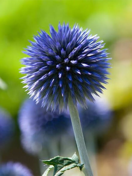 east indian globe thistle