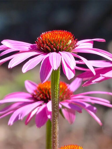 echinacea