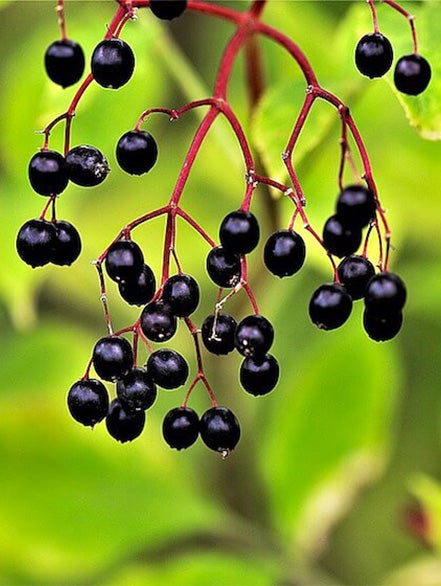 elderberry