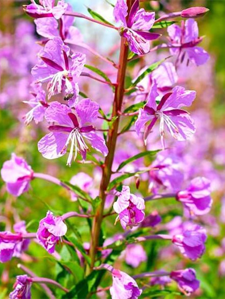 epilobium