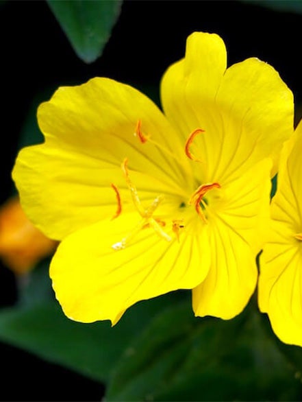 evening primrose