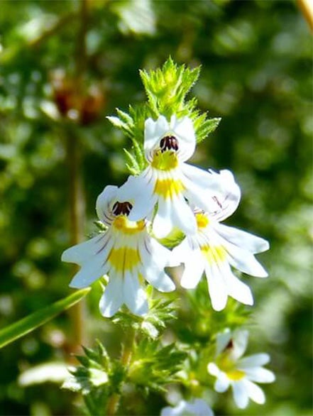 eyebright