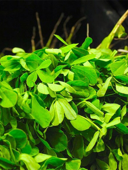 fenugreek