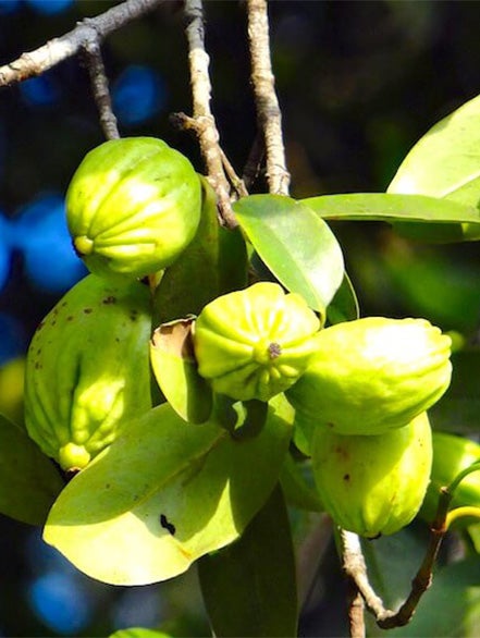 garcinia cambogia