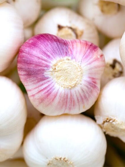 garlic