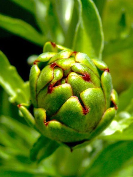 artichoke