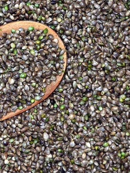 hemp seed