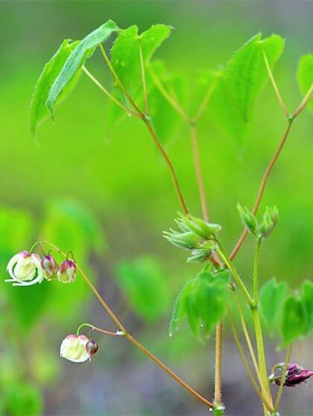 horny goat weed