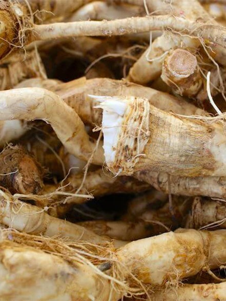 horseradish