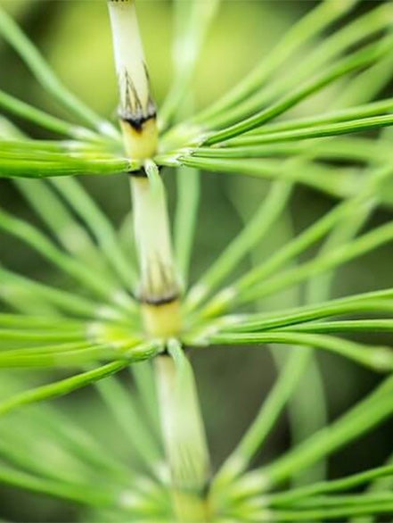 horsetail