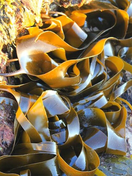 kelp