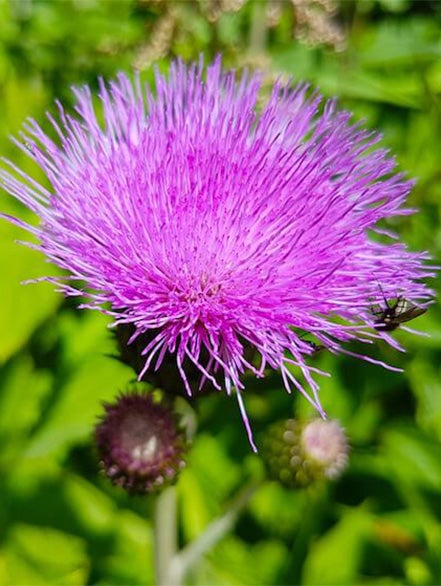 milk thistle