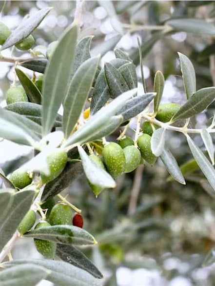 olives_leaf