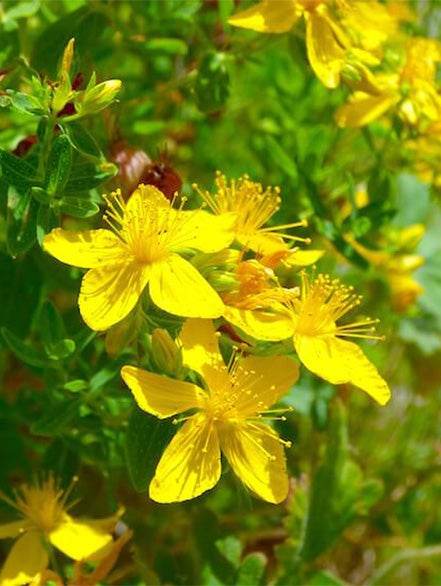 st_johns_wort