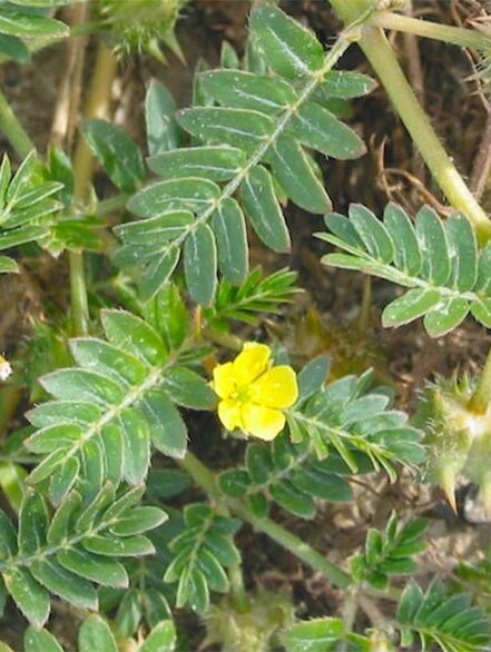 tribulus