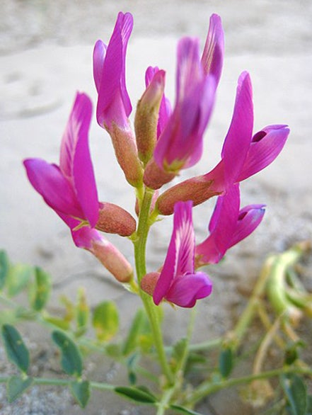 Astragalus