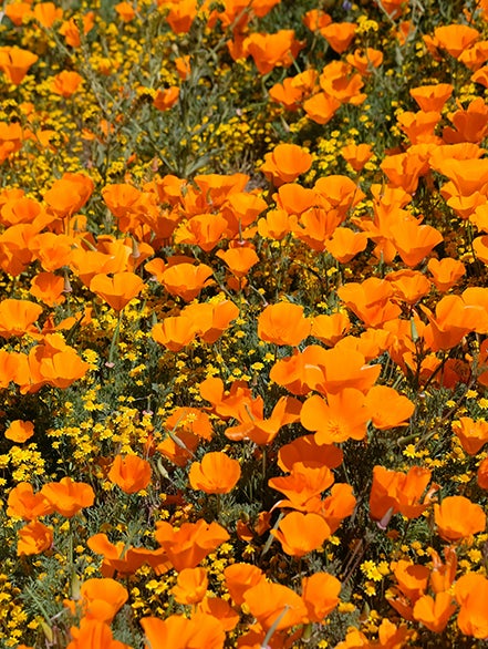 California poppy