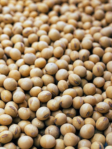 Soybean Isofavone