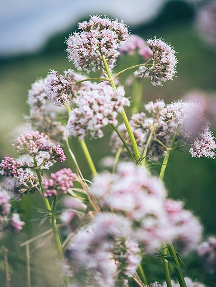 Valerian