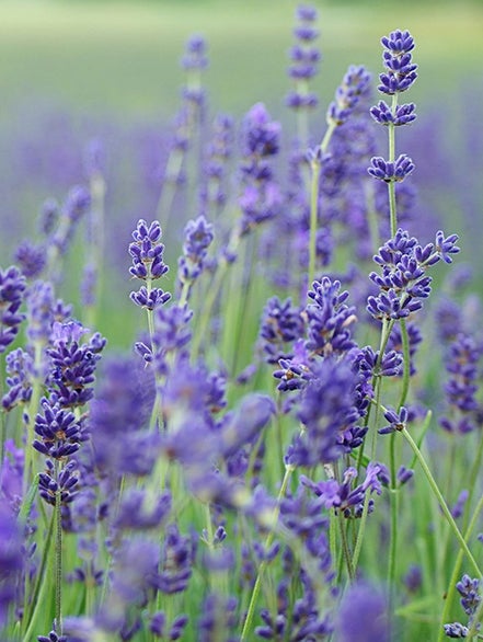 lavender oil